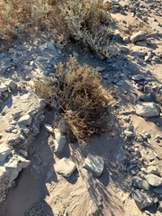 Heliotropium chenopodiaceum