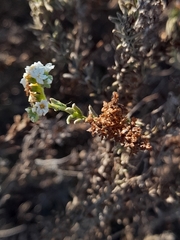 Heliotropium chenopodiaceum