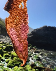 Chondracanthus