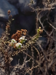 Heliotropium chenopodiaceum