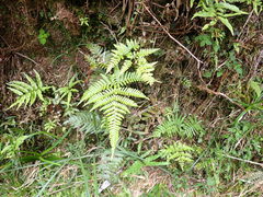 Dryopteris formosana