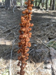 Pterospora