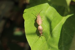 Homoeocerus dilatatus