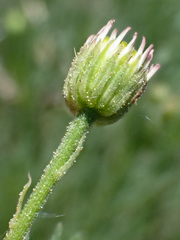 Erigeron klamathensis