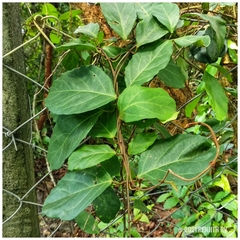 Ichnocarpus frutescens