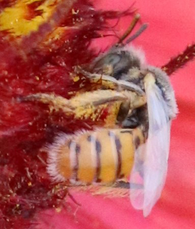 Coreopsis Fairy Bee