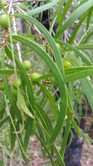 Persoonia longifolia