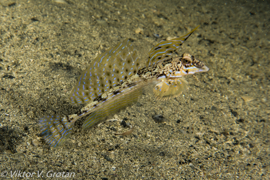 Reticulated dragonet (Callionymus reticulatus) — Callionymidae