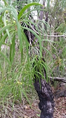 Persoonia longifolia