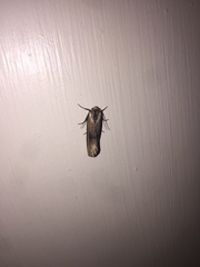 Crambodes talidiformis