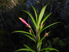 Siphocampylus subglaber