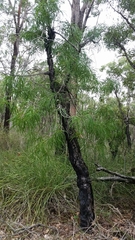 Persoonia longifolia