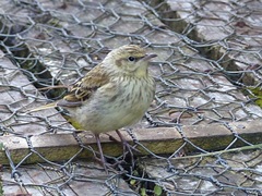 Anthus novaeseelandiae