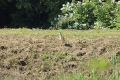 Nycticorax nycticorax