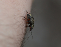 Otiorhynchus coecus