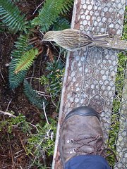 Anthus novaeseelandiae