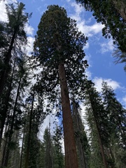 Sequoiadendron giganteum