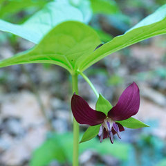 Trillium rugelii