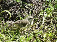 Anthus novaeseelandiae