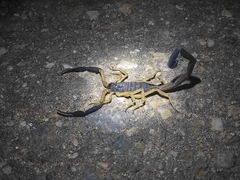 Centruroides fulvipes