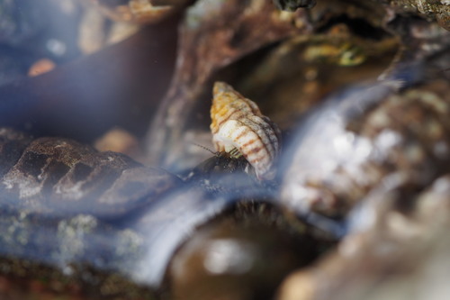 Pagurus filholi