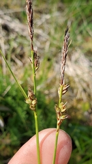 Carex rossii
