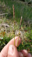Carex rossii