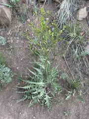 Crepis occidentalis