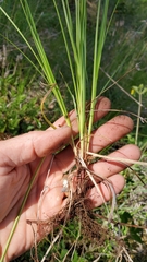 Carex rossii