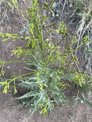 Crepis occidentalis