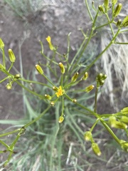 Crepis occidentalis
