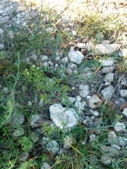 Thesium divaricatum