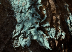 Lepraria caesiella image