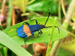 Pteroplatus