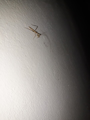 Bistanta mexicana