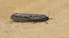 Ethmia monticola
