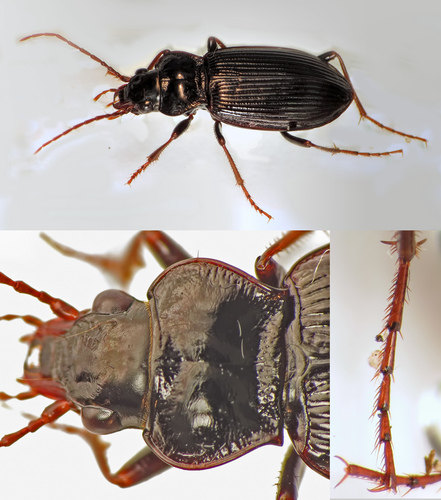 European Gazelle Beetle