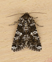 Hadena variolata