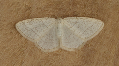 Protitame subalbaria