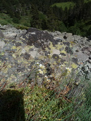 Saxifraga aspera