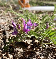 Oxytropis borealis
