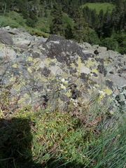 Saxifraga aspera