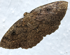 Casbia melanops