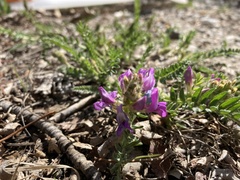 Oxytropis borealis