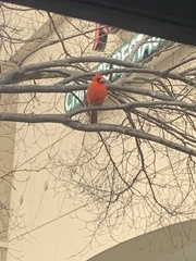 Cardinalis cardinalis cardinalis