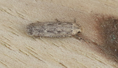 Platyedra subcinerea