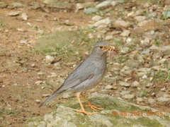 Turdus unicolor
