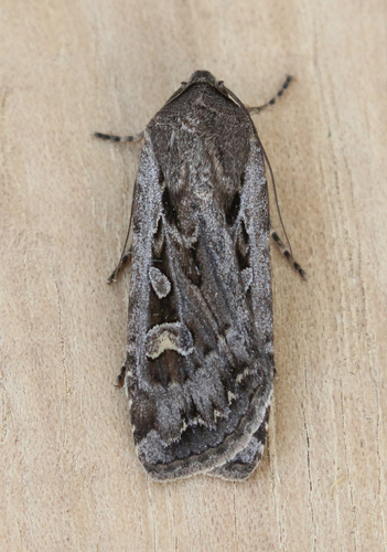 Army Cutworm Moth