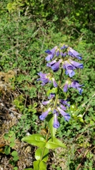 Penstemon ovatus
