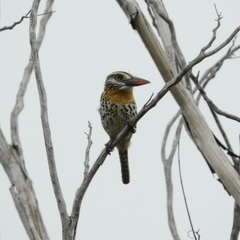 Nystalus maculatus